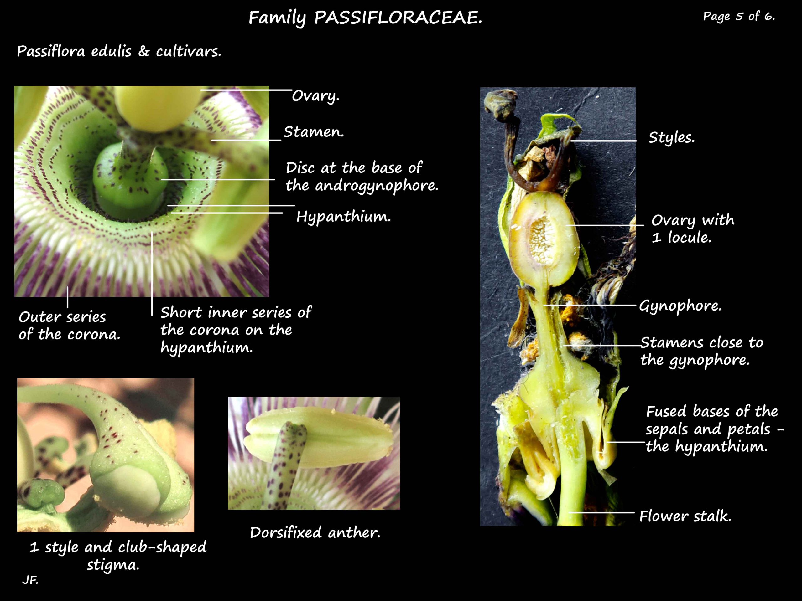 5 Passiflora edulis stamens & ovary